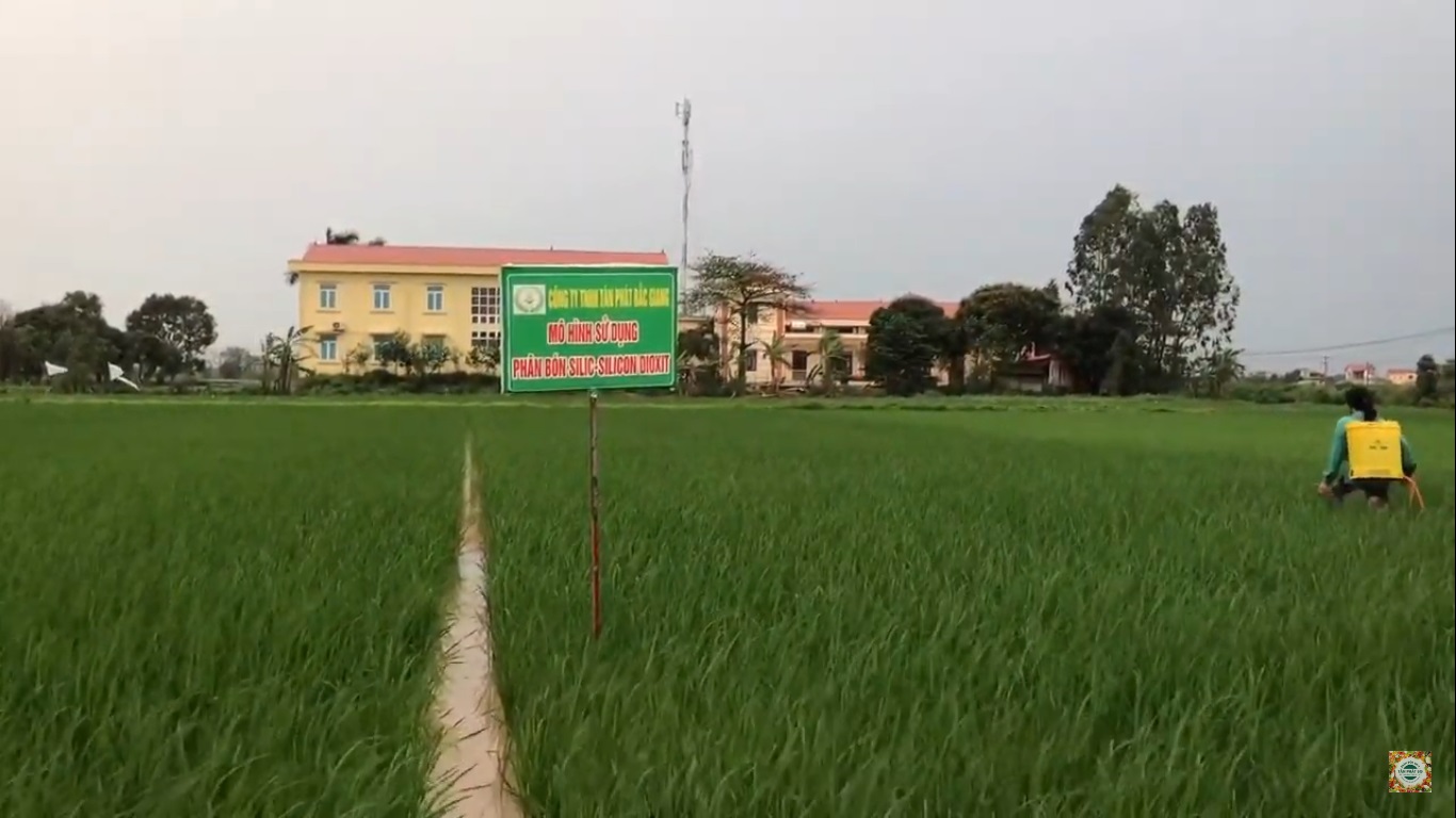 HẠN CHẾ BỆNH HẠI TRÊN GIỐNG LÚA HDT10