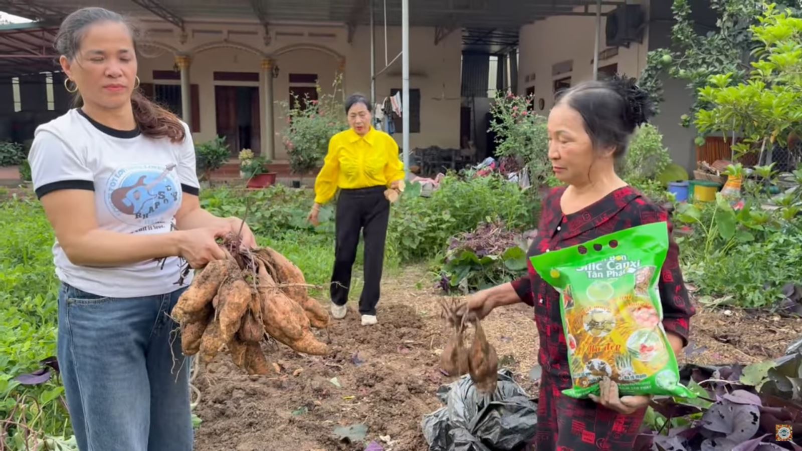 Thu hoạch Khoai- Kỹ thuật chăm sóc Khoai Lang Hoàng Long ruột vàng siêu sai củ to mã đẹp ngọt thơm