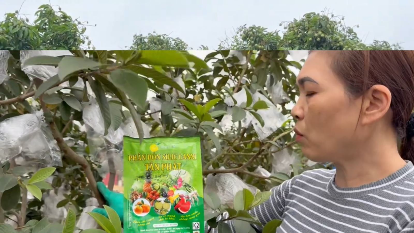 Cách tỉa ổ cho ra quả từ thân đung dịp tết