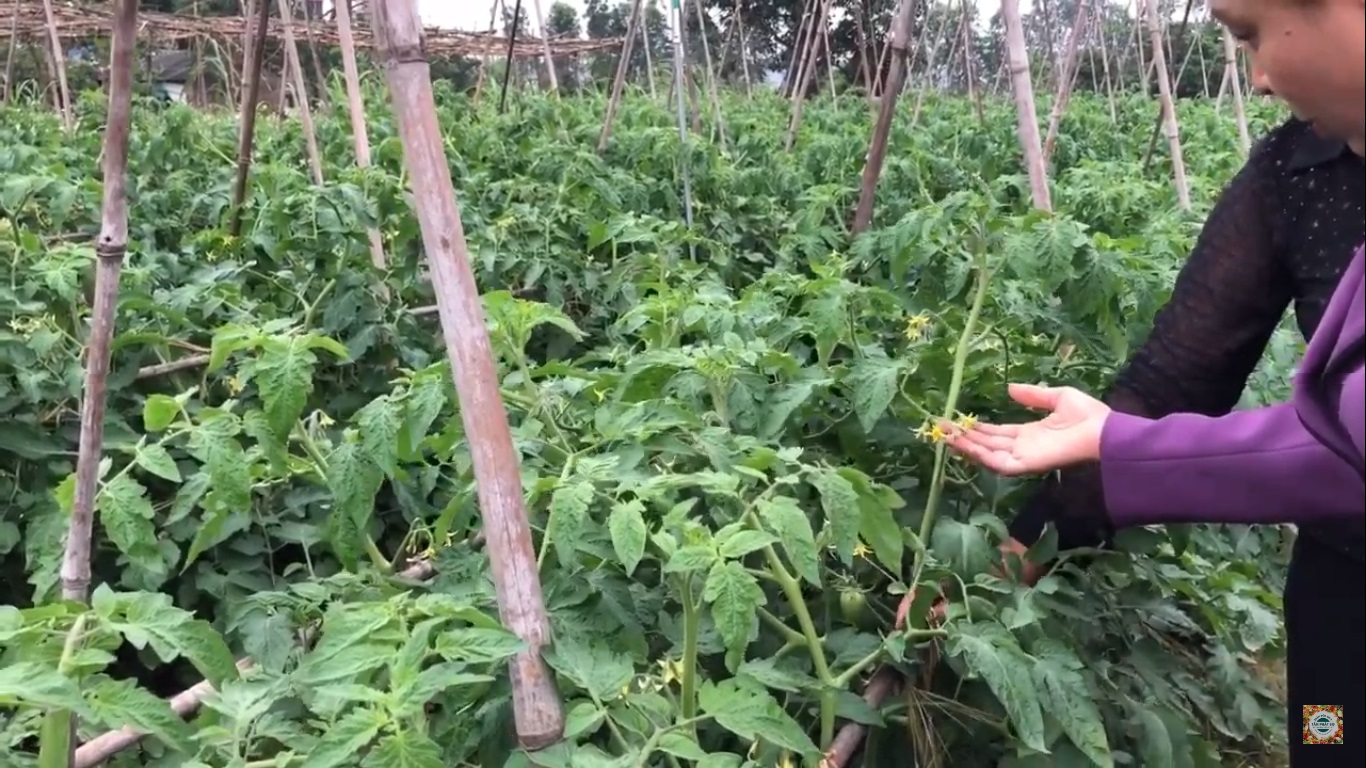BÍ QUYẾT BẤM ÁNH CHO CÀ CHUA SAI HOA, ĐẬU QUẢ