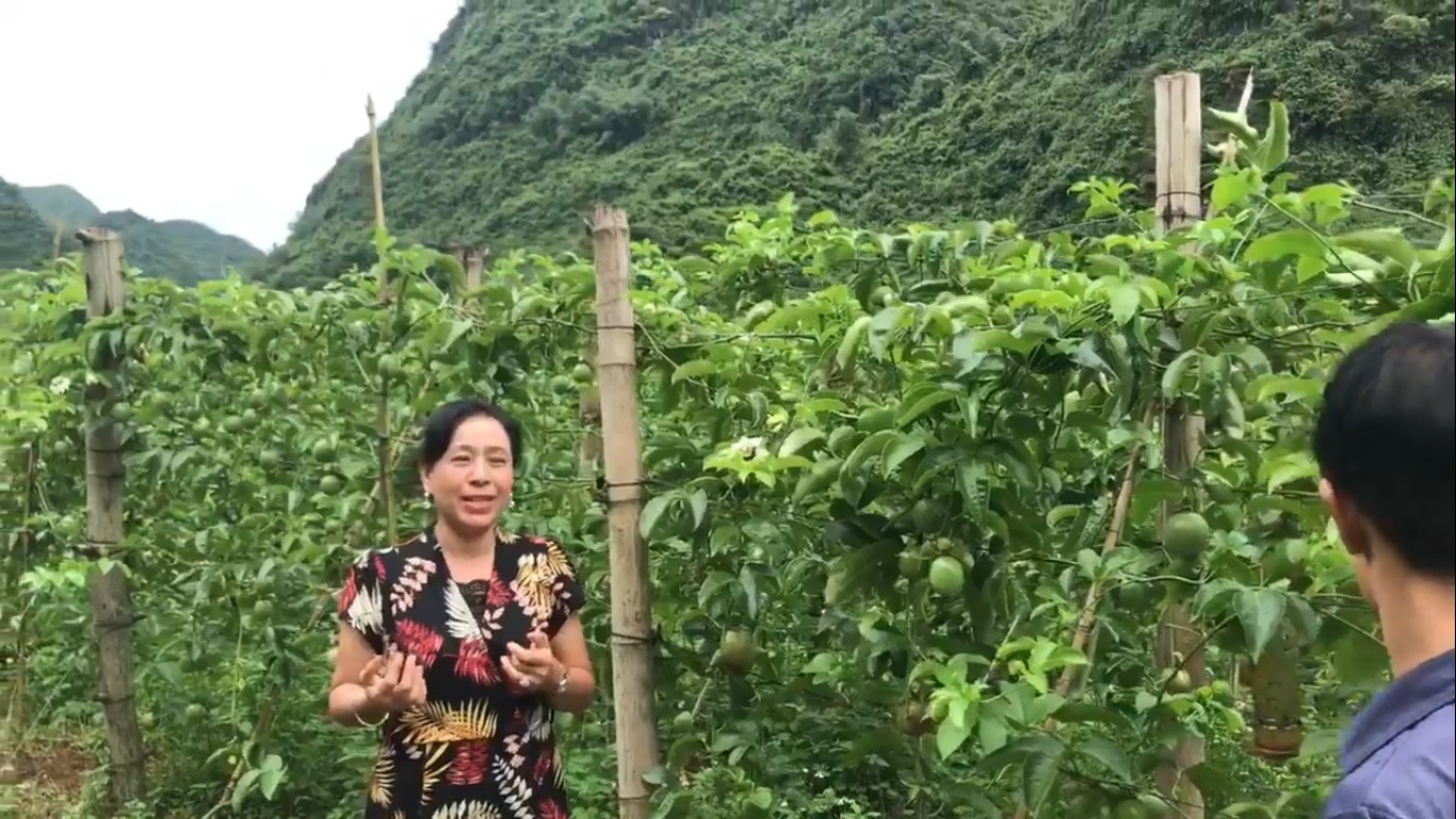 silictanphat: Hướng dẫn kỹ thuật chăm sóc Chanh Leo cho sai hoa ,tỷ lệ đậu Quả đạt 80-90%