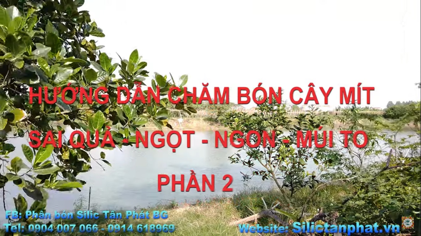 PHẦN 2 HƯỚNG DẪN CHĂM BÓN CÂY MÍT SAI QUẢ -MÚI TO - NGỌT KHI DÙNG PHÂN BÓN SILIC TÂN PHÁT