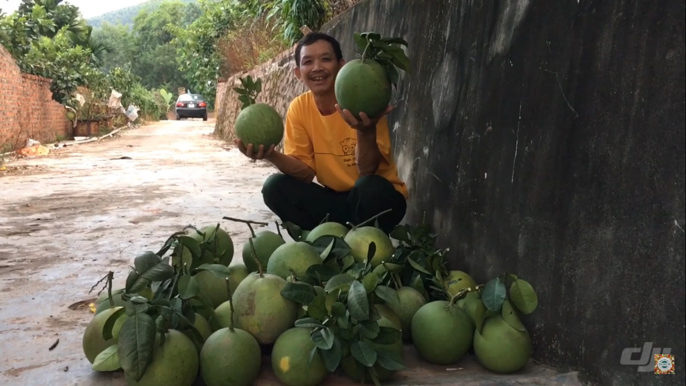 HƯỚNG DẪN CHĂM SÓC BƯỞI DA XANH CHO TRÁI TO KHOẢNG GẦN 3 KG /TRÁI