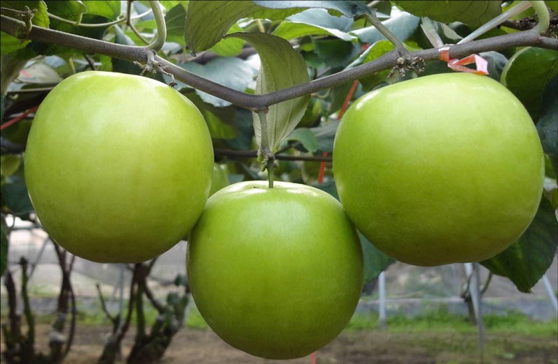 Vườn Táo Đài Siêu To Khủng đẹp nhất Hà Nội Một Năm tuổi