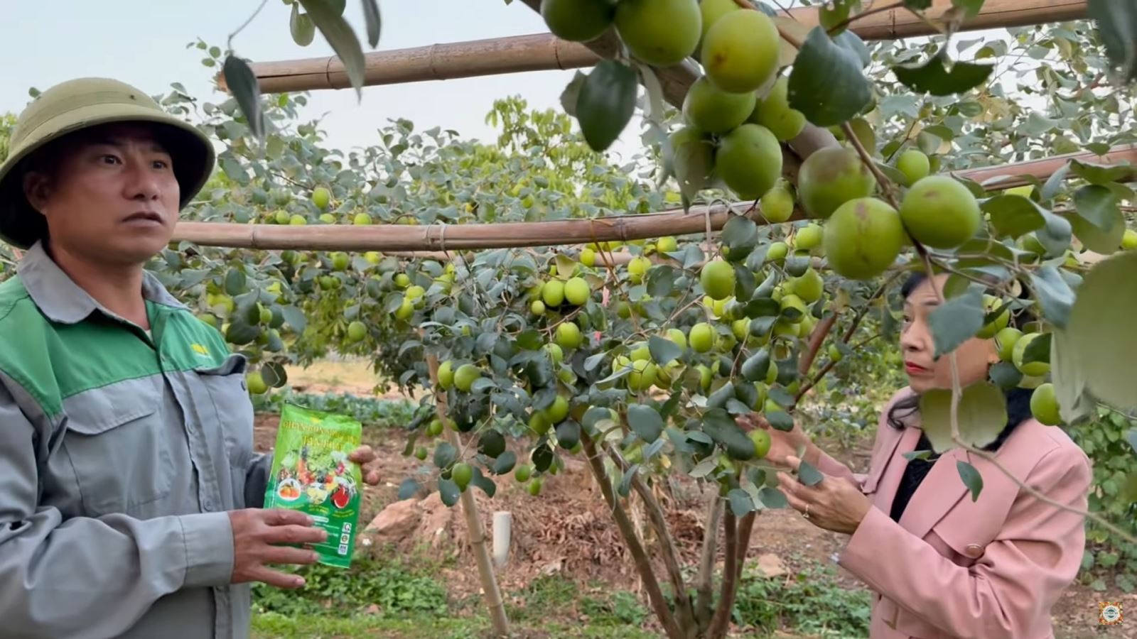 Chăm sóc táo, táo đài giai đoạn nuôi quả cho Táo đậu nhiều lớp Quả