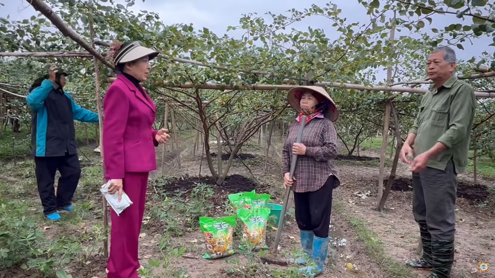 Phân bón cho táo xuân ra hoa đậu quả năng suất cao