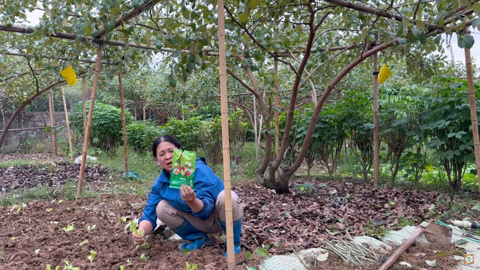 Chi phí thấp, thu lợi cao. Phân bón tốt cho cây táo xuân ra hoa đậu quả